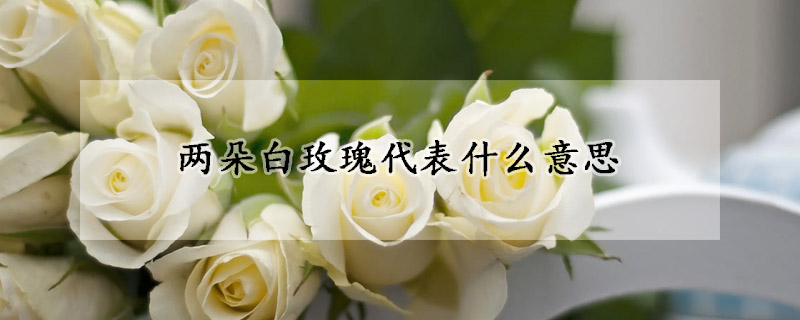 兩朵白玫瑰代表什么意思