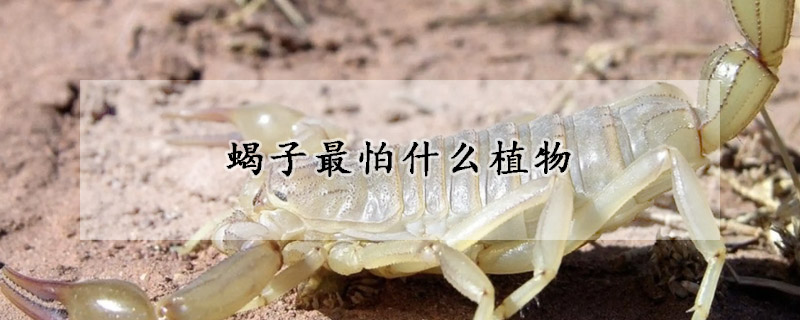 蝎子最怕什么植物