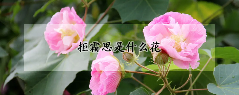 拒霜思是什么花