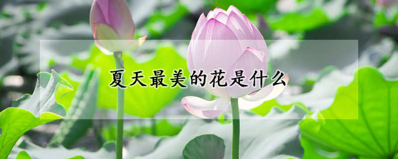 夏天最美的花是什么