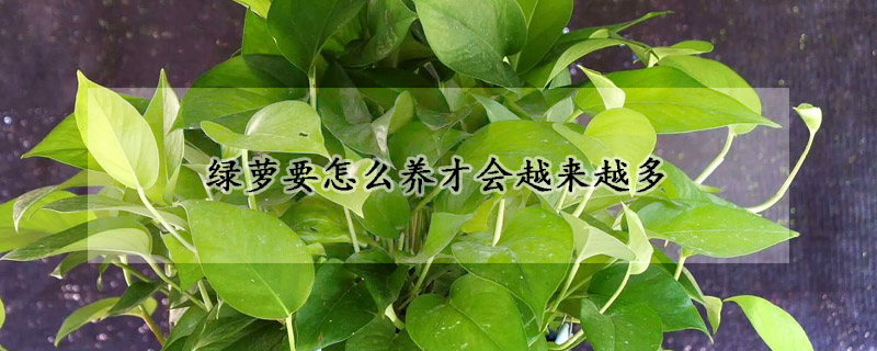 綠蘿要怎么養(yǎng)才會(huì)越來越多