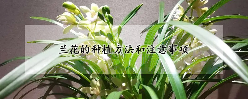 蘭花的種植方法和注意事項