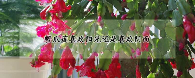 蟹爪蓮喜歡陽(yáng)光還是喜歡陰面