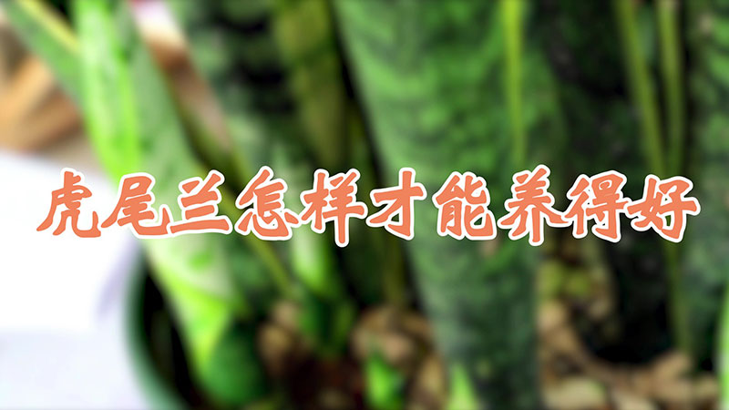 虎尾蘭怎樣才能養(yǎng)得好