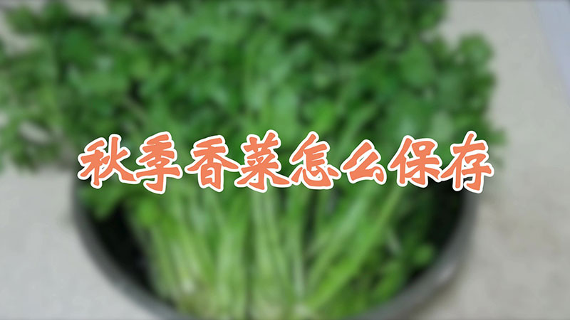 秋季香菜怎么保存