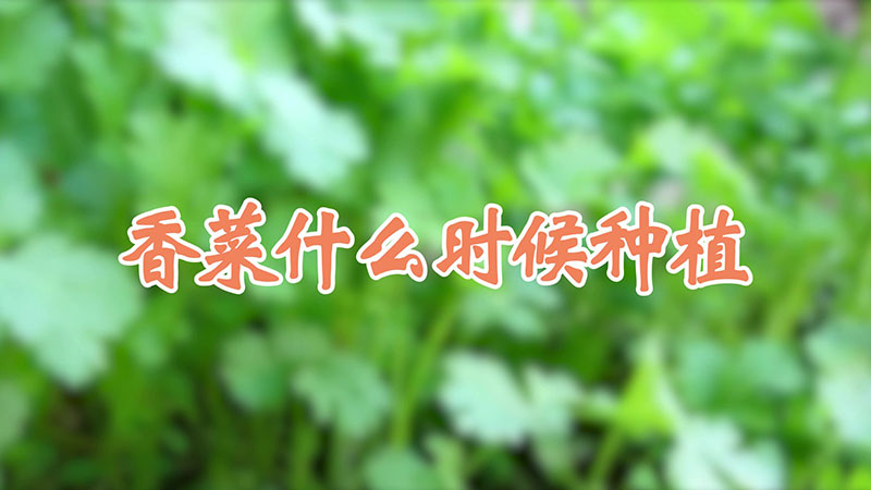 香菜什么時候種植