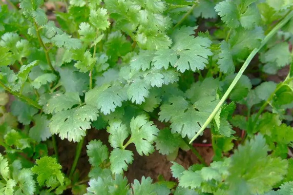 香菜什么時候種植