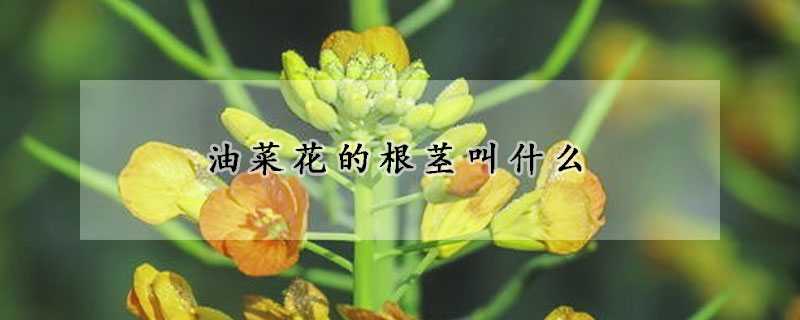 油菜花的根莖叫什么