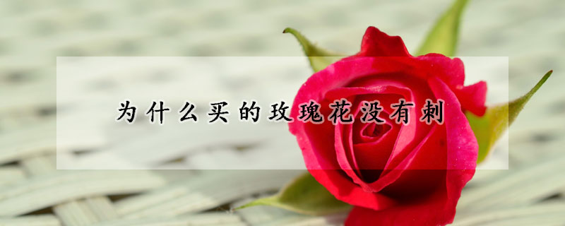 為什么買(mǎi)的玫瑰花沒(méi)有刺