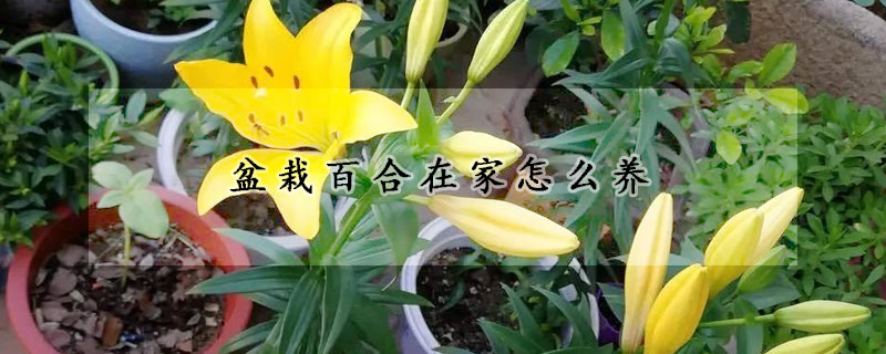 盆栽百合在家怎么養