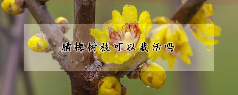 臘梅樹枝可以栽活嗎