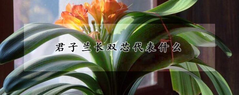 君子蘭長雙芯代表什么