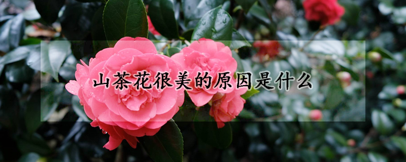 山茶花很美的原因是什么