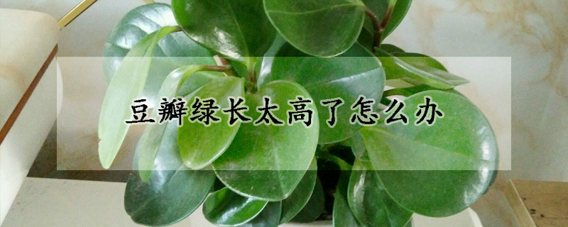 豆瓣綠長太高了怎么辦