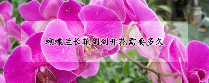 蝴蝶蘭長(zhǎng)花劍到開花需要多久