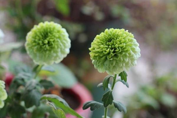 球菊開完花后怎么修剪