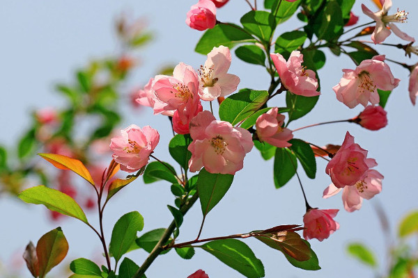 海棠花能在室內(nèi)養(yǎng)嗎