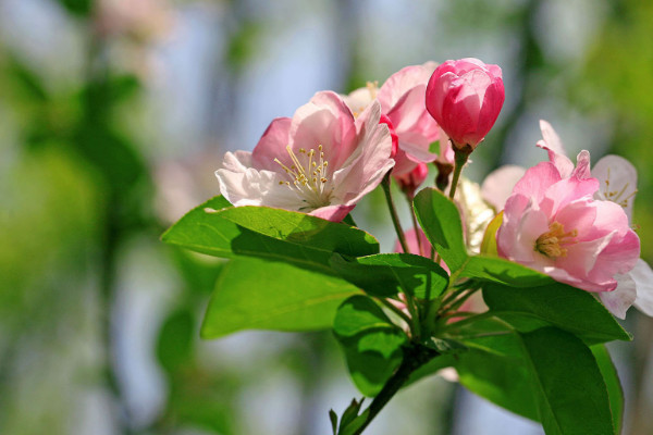 海棠花能在室內(nèi)養(yǎng)嗎