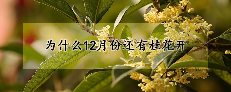 為什么12月份還有桂花開(kāi)