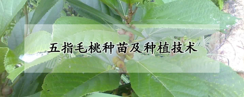 五指毛桃種苗及種植技術(shù)