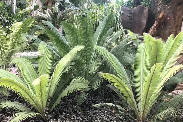 國家二級保護蕨類植物有哪些