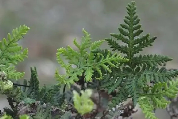 國家二級保護蕨類植物有哪些