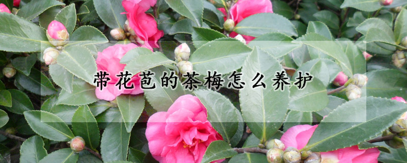 帶花苞的茶梅怎么養護