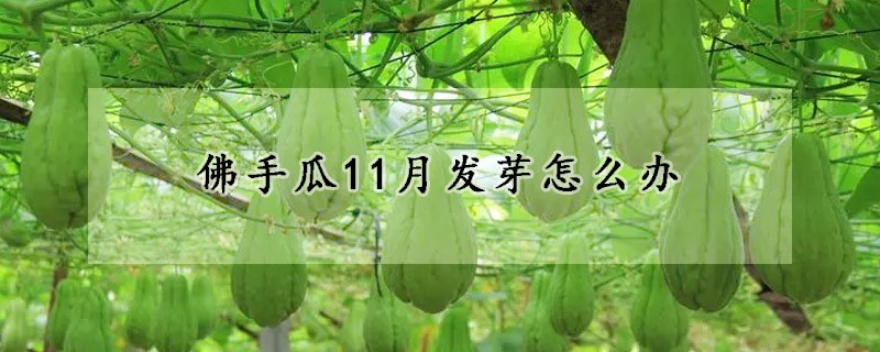 佛手瓜11月發芽怎么辦