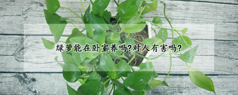 綠蘿能在臥室養(yǎng)嗎?對人有害嗎?