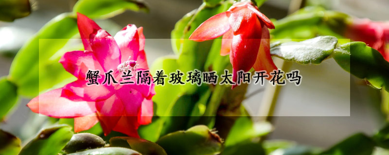 蟹爪蘭隔著玻璃曬太陽(yáng)開花嗎