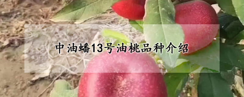 中油蟠13號油桃品種介紹