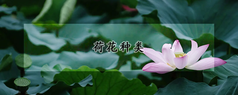 荷花種類(lèi)