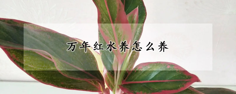 萬(wàn)年紅水養(yǎng)怎么養(yǎng)