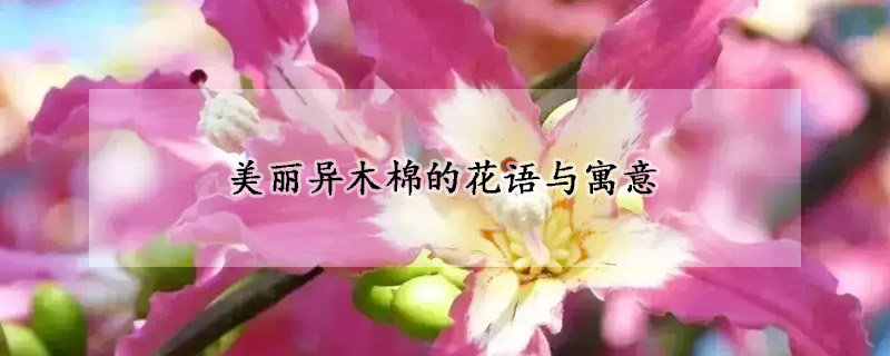 美麗異木棉的花語與寓意