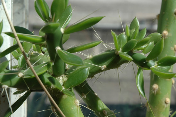 葉仙是什么植物是樹還是花