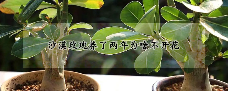 沙漠玫瑰養了兩年為啥不開花