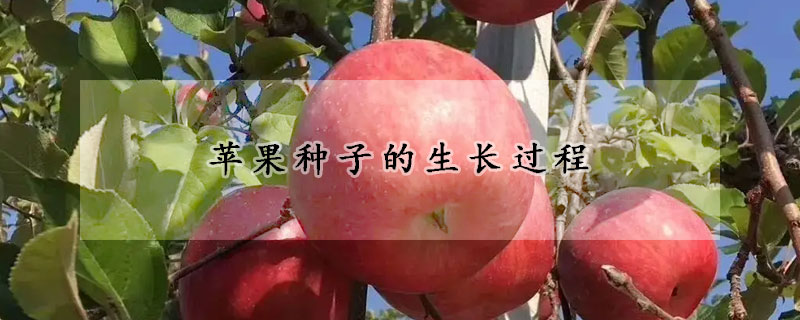 蘋果種子的生長(zhǎng)過程