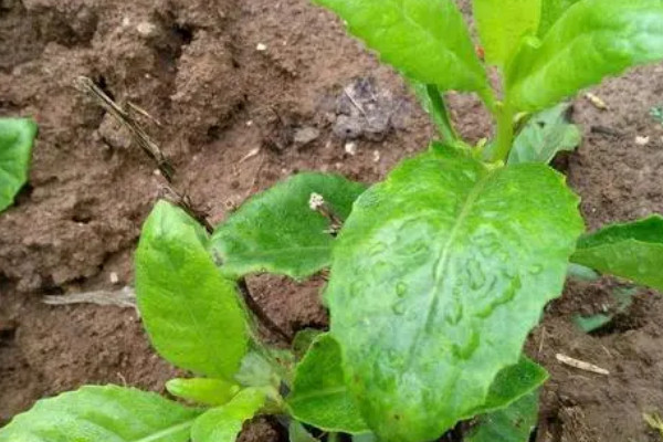 降糖草是什么樣的植物