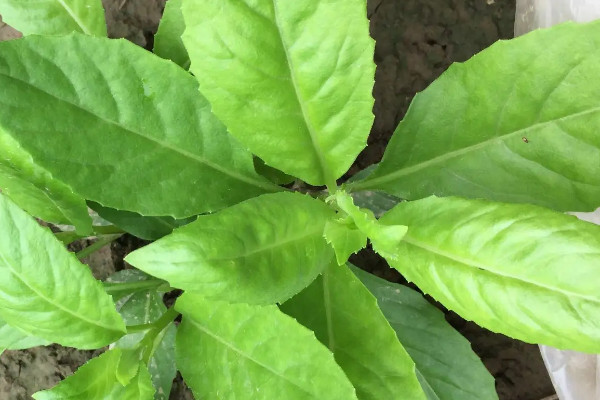 降糖草是什么樣的植物