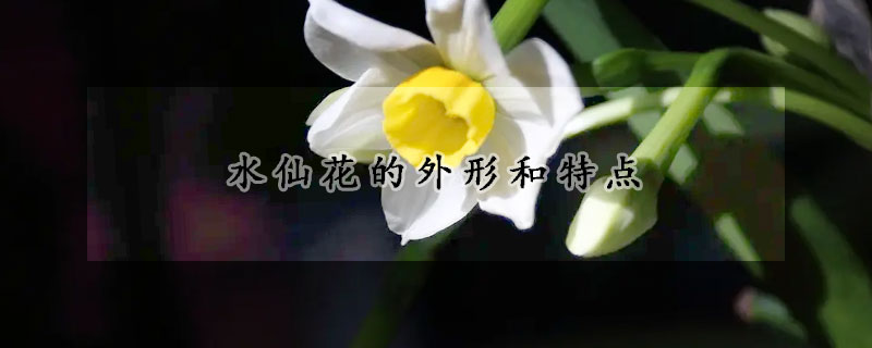 水仙花的外形和特點