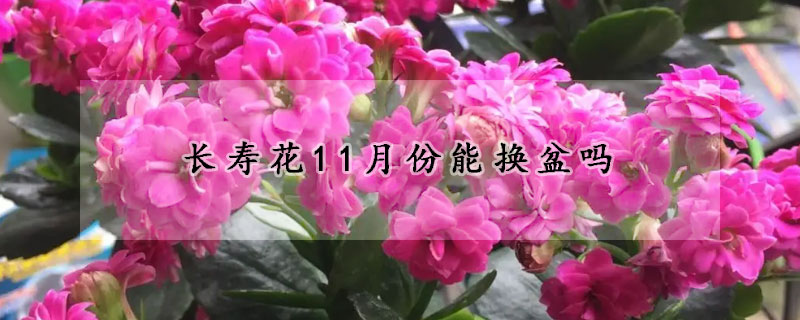 長(zhǎng)壽花11月份能換盆嗎