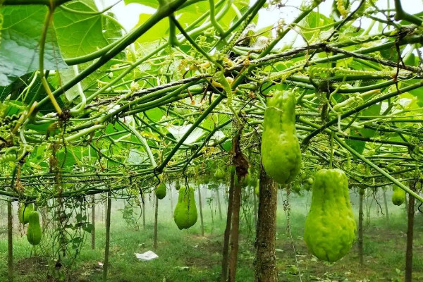 佛手瓜11月發芽怎么辦