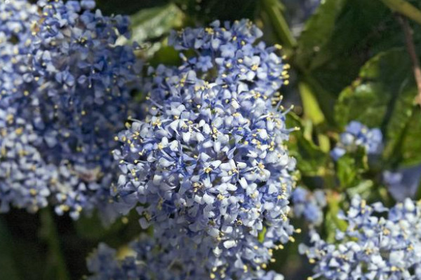 美洲茶一年開幾次花