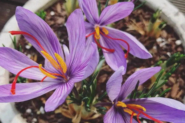 藏紅花能開幾次花