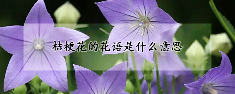 桔梗花的花語(yǔ)是什么意思