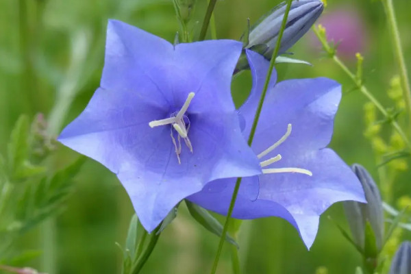 桔梗花的花語是什么意思