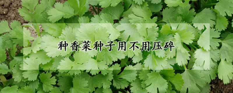 種香菜種子用不用壓碎