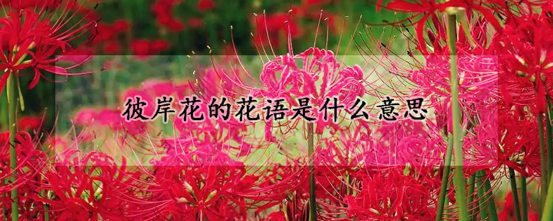 彼岸花的花語是什么意思