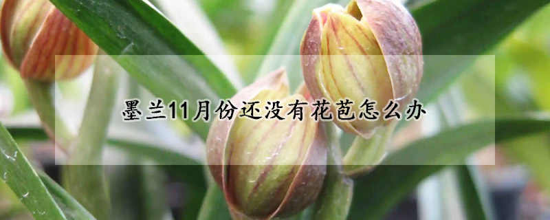 墨蘭11月份還沒有花苞怎么辦