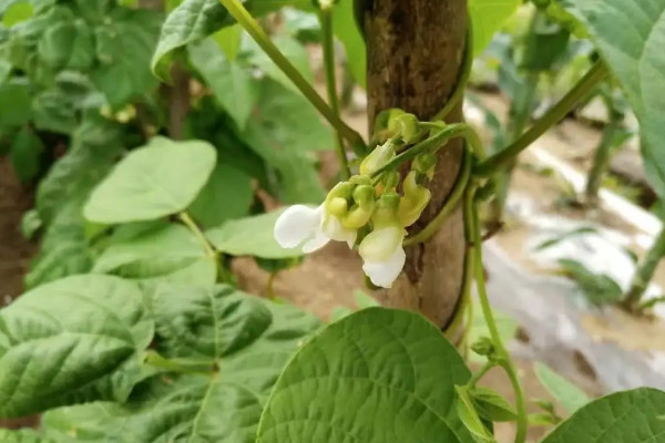 蕓豆種植時(shí)間和方法